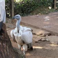 SANBI marks endangered species day with a message of progress