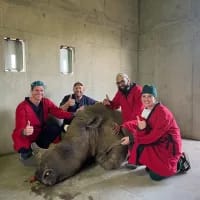 Houdini’s second chance – Groundbreaking op saves young white rhino’s life