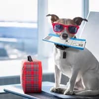 Italy now allows larger pets in airplane cabins