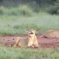 A first timer’s guide to visiting the Kruger National Park