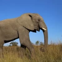 Zimbabwe to cull and distribute meat of 50 elephants