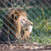 NSPCA pushes for specialised courts to handle and expedite wildlife cases
