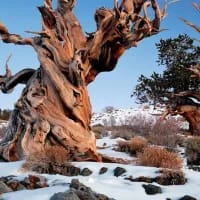 Timeless giants: Ancient trees worth travelling for