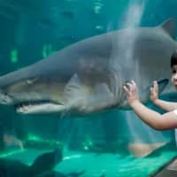 Meet the Sharks – big and small – of the Two Oceans Aquarium