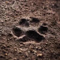 The art of tracking: reading the language of the bush