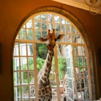 Lodges where nature comes right to your door