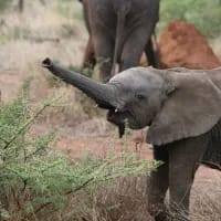 Playful baby elephant trips mid-charge in Kruger Park