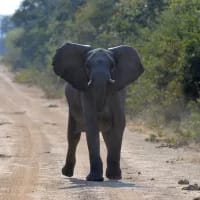 Two female tourists killed by elephant during walking safari in Zambia