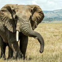 South African vets save Cambodian elephant in landmark surgery