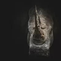 Three arrested in Swellendam for possession and sale of rhino horns