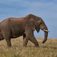 Blind rescue elephant rediscovers family at Thai sanctuary