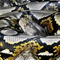 Tragedy in Indonesia: Man found dead inside 28-foot python