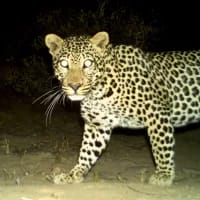 Young leopard dies in illegal gin traps near Heidelberg