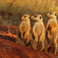 Wildlife you can see outside Big Five reserves