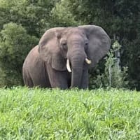 Last known elephant of Knysna forest spotted in rare sighting