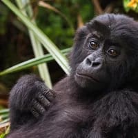 Gorilla trekking for South Africans: How to choose between Uganda, Rwanda and the DRC