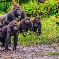 Africa’s underrated safari hotspots (that aren’t in SA or Kenya)