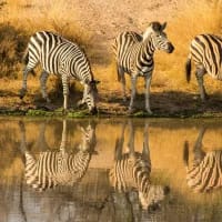 Border-hopping safari circuits you can do in a week
