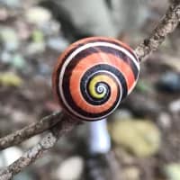 Mission to save Cuba’s endangered rainbow snails begins