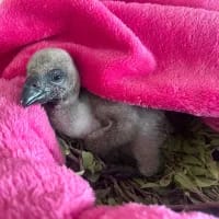 Breakthrough breeding season: 20 vulture chicks hatched at Shamwari