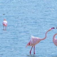 The wildlife and wilderness of Africa’s UNESCO heritage parks