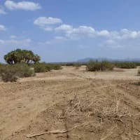 Ancient teeth unearthed in Ethiopia reveal unexpected human ancestor