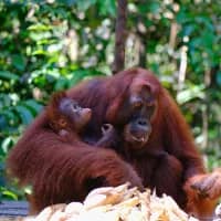 World Orangutan Day: The ongoing battle to save Asia’s great apes