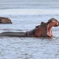 Canoe the Zambezi: Africa’s wildest water safari