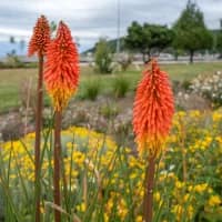Bloom beyond borders: Africa’s best wildflower displays