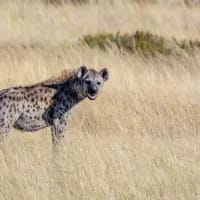 KZN farmer survives shocking hyena attack at Cape Vidal