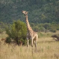 Wild on a budget: South Africa’s best affordable safaris