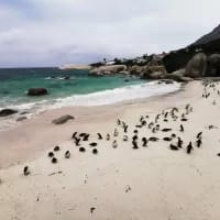 Animal encounters beyond the safari in South Africa