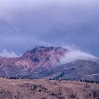 New Megaraptor discovery reveals dinosaur’s last meal