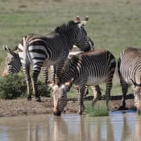 South Africa’s smallest national parks with big appeal