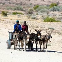 Exploring Africa by donkey cart