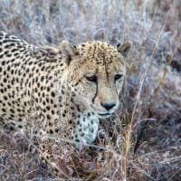 South Africa’s lesser-known wildlife sanctuaries
