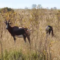 Hidden natural treasures: South Africa’s lesser-known biodiversity hotspots