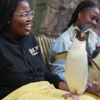 Meet the rockhopper penguins at the Two Oceans Aquarium