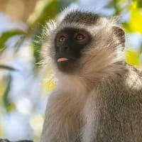 Wildlife you can spot both in Africa and abroad