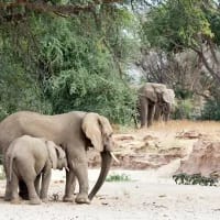 Offbeat wildlife encounters in Africa: Pangolins, desert elephants, and aye-ayes