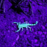 Africa’s Glow-in-the-Dark Wildlife: Where to see nature’s secret light shows