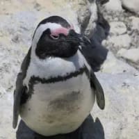 CapeNature sounds alarm for Africa’s endangered penguins