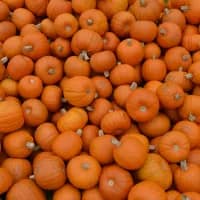 A traveller’s guide to South Africa’s pumpkin heritage
