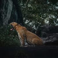 Wildlife experiences you can only have in Sri Lanka