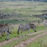 Unexpected nature reserves inside South Africa’s biggest towns