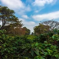 Back to the source: African coffee farms you can actually visit