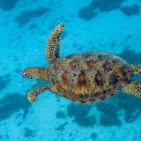 Hope in the waves: Green sea turtles removed from endangered list