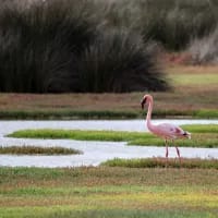 Summer birding: Where to see flamingos, pelicans and coastal birds in South Africa