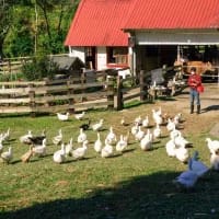 Idyllic farm stays for families who love animals