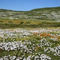 The 48-hour coastal escape guide: Cape Town to the West Coast